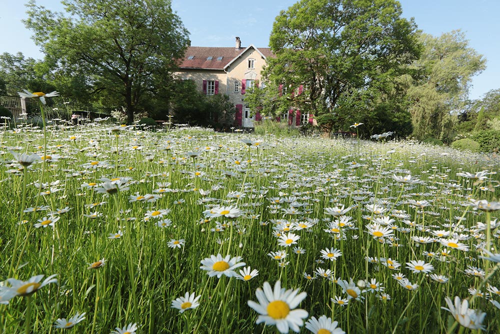 Le Château de la Linotte en Bourgogne Franche-Comté - lit de marguerites